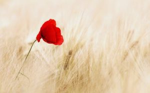Can you hold a khatam for the deceased? Should you mark death anniversaries? Can you attend non-Muslim funerals?